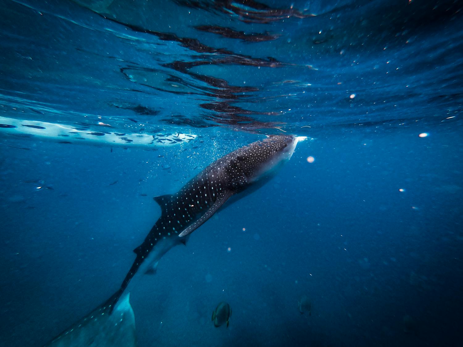 2024/12/Philippines-whaleshark.jpg