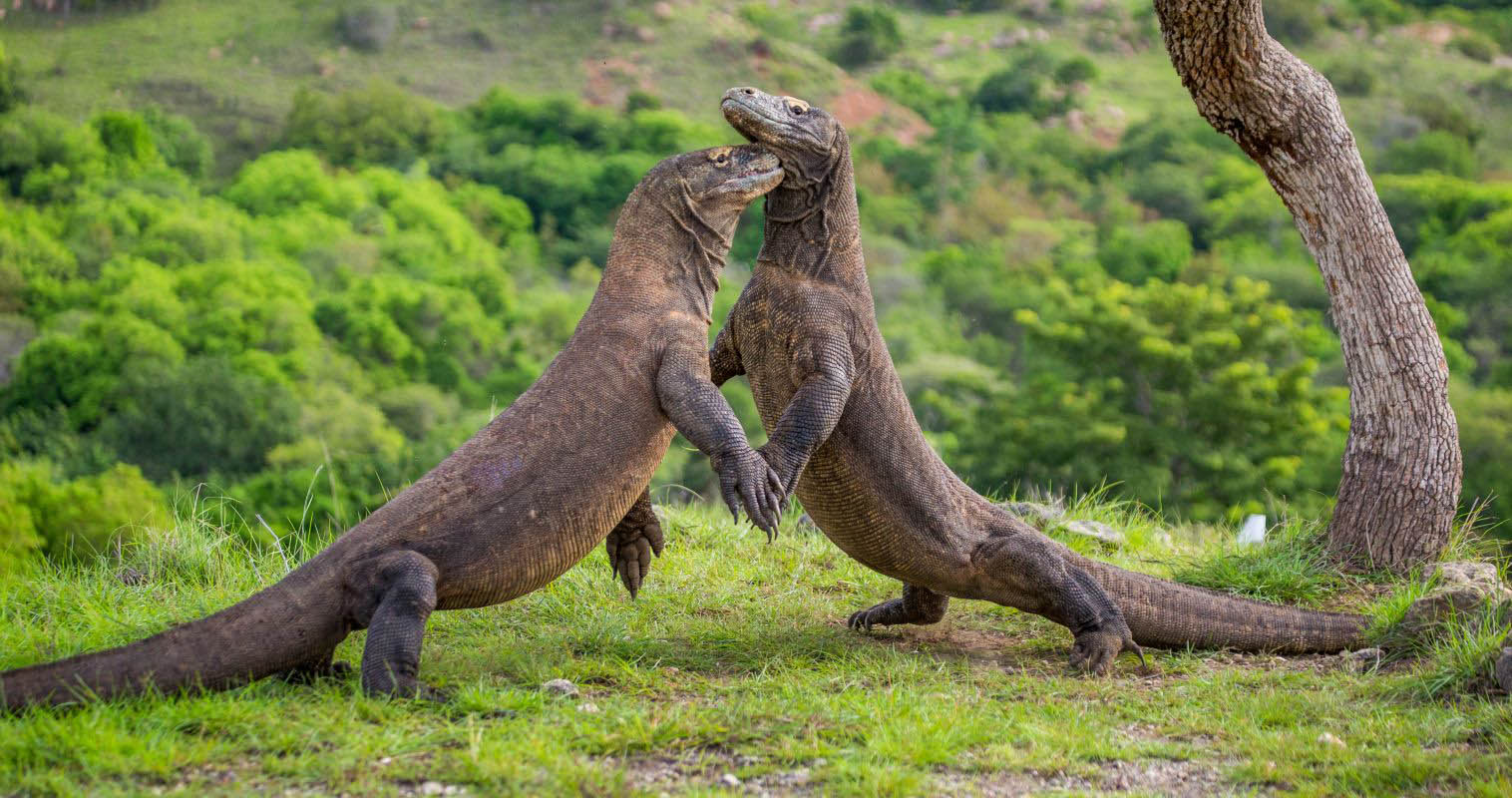 Two Komodo dragons standing upright and wrestling on Komodo Island, Indonesia